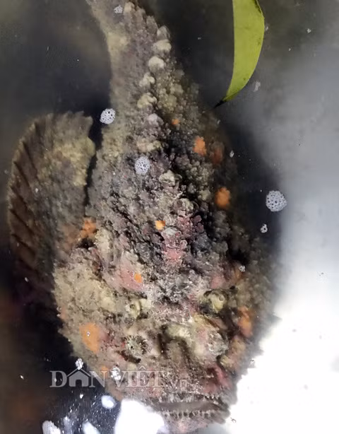 Đúng như lời của cựu lão ngư Hà, qua quan sát chỉ 3 điểm bán hải sản tươi sống ở khu vực chợ đêm Lý Sơn, dù cùng 1 loại thế nhưng cá mặt quỷ "khoác" trên mình hàng chục màu sắc khác nhau.