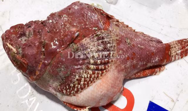 Trong khi những loài hải sản khác nếu cùng một chủng loại thì nhiều lắm cũng chỉ mang vài màu thì cá mặt quỷ lại khác. Cựu lão ngư Hà, giảng giải: "Dù chủ yếu sống ở vùng rạng (đá ngầm) thế nhưng tùy theo nơi đó dòng nước ấm, lạnh thế nào và nông, sâu ra sao... mà cá mặt quỷ lại có một màu sắc khác nhau, để phù hợp cho việc ẩn mình trốn kẻ thù và thuận lợi để săn mồi. Vì vậy mà rất khó biết, thống kê được loài cá này có bao nhiêu màu sắc".