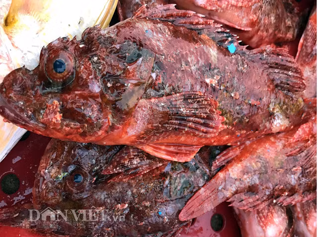 Thế nhưng thịt của loài cá này vô cùng thơm, dai và ngon nên rất được nhiều người ưa chuộng. Tùy theo thời điểm, mà giá bán cá mặt quỷ khác nhau, dao động từ 180-220.000 đồng/kg.