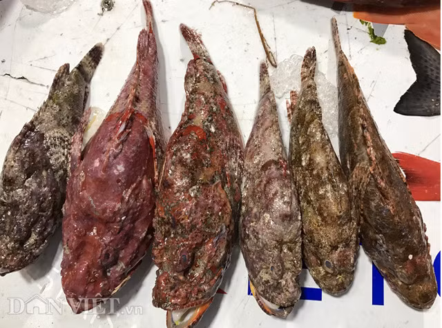 Con thì toàn thân có một màu đỏ như thỏi son, con thì đen sậm, lấm chấm xanh; số còn lại thì chẳng khác gì những cục san hô đã chết...Tuy nhiên tất cả chúng đều có chung một điểm giống nhau, đó là hình dáng bên ngoài xấu xí và trông ghê sợ đến "ma chê, quỷ hờn" như tên gọi mà nó đang mang.