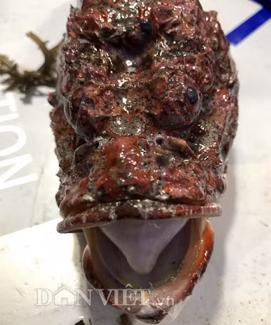 Ca mat quy xau xi kho tuong, gay "soc" o cho dem Ly Son