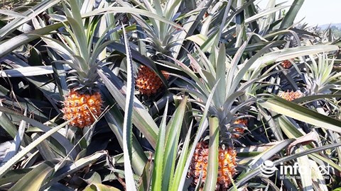 Ở nhiều địa phương Thanh Hóa, giá dứa gai đang rẻ như cho vì không có người thu mua. Mới tháng trước giá dứa còn được bán với giá 6.000-6.500 đồng/kg nhưng bây giờ 2.000 đồng/kg cũng không có ai mua kể cả quả to. Ảnh: Infonet.