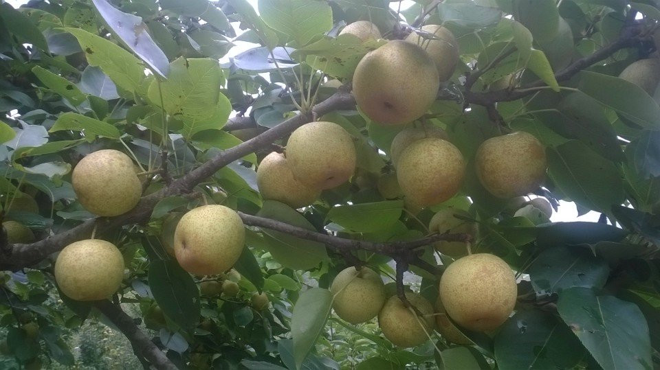 Nếu được chăm sóc tốt, đúng kỹ thuật, lê tai nung có thể cho năng suất trên 18 tấn quả/ha. Ảnh: Dulichlaocai.