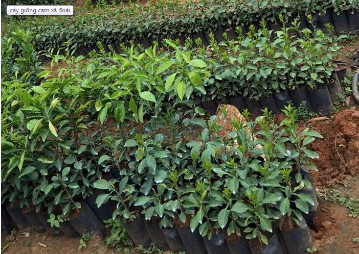 Đây là giống cam quý giá, nhiều hộ dân bản địa muốn trồng loại cam này, nhưng việc trồng cũng không hề đơn giản do nguồn giống cam sạch bệnh khan hiếm và chất đất để trồng bị thoái hóa, lai tạp. Ảnh: Favri.