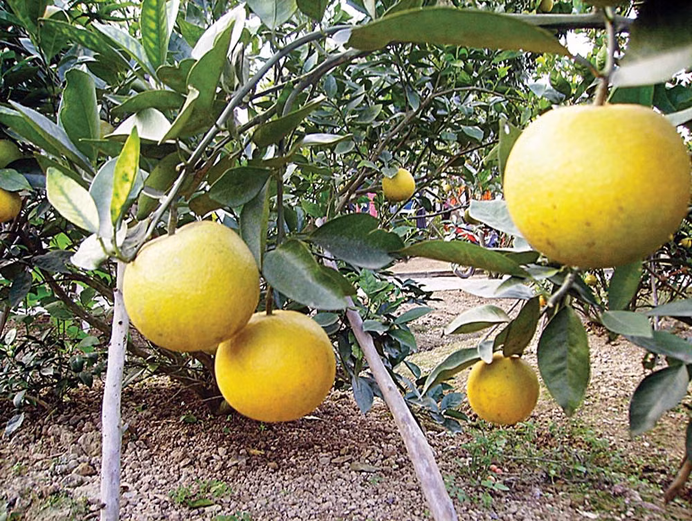 Cứ đến mùa Tết Nguyên đán, Cam xã Đoàn tại xã Nghi Diên, huyện Nghi Lộc, tỉnh Nghệ An lại gây sốt thị trường vì độ đắt đỏ và hiếm hàng. Ảnh: Tuổi trẻ.