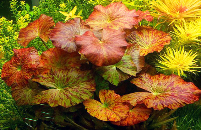 Với màu đỏ nổi bật, súng xác pháo sẽ giúp những tiểu cảnh hồ nước trong nhà của bạn thêm phần bắt mắt và sinh động. Ảnh: aquamery.