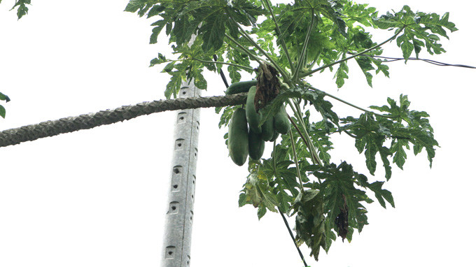 Cây đu đủ của ông Trần Văn Bên lúc nào cũng cho trái xum xuê.