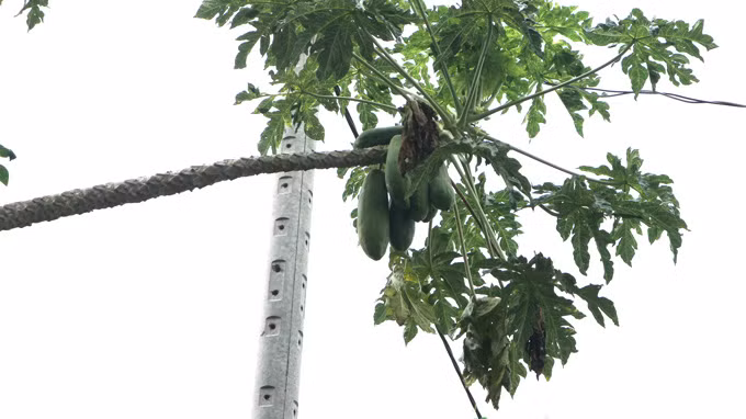 Cây đu đủ của ông Trần Văn Bên lúc nào cũng cho trái xum xuê.