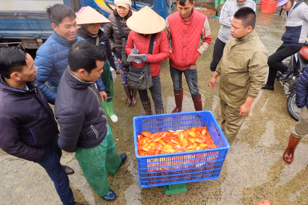 Đến ngày 23 tháng Chạp, các xe tải đổ buôn cá chép từ khắp các vùng Phú Thọ, Vĩnh Phúc, Hải Dương... vẫn tiếp tục đổ về, tập trung tại các chợ đầu mối ở Hà Nội phục vụ nhu cầu mua cá cúng ông Công ông Táo của người dân Thủ đô.