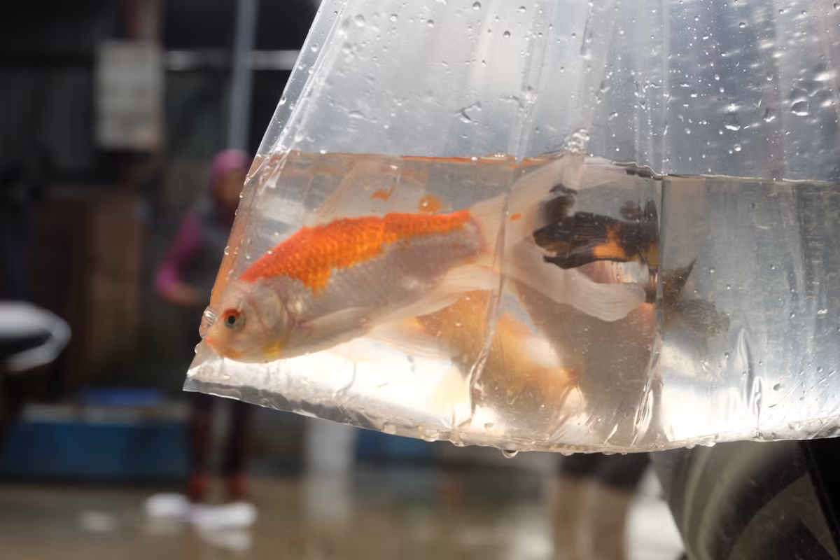 Nhiều người dân đến chợ từ rất sớm để chọn mua những con cá khỏe, đẹp nhất.