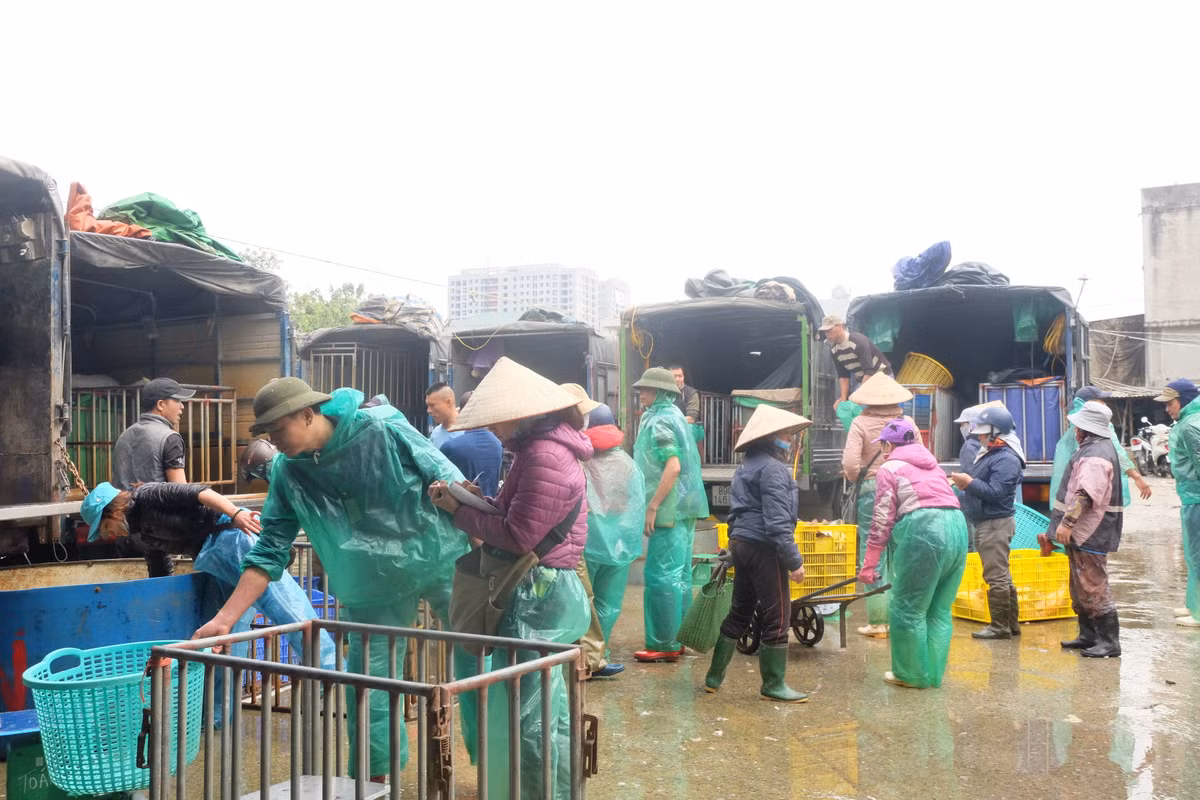 Từ sáng sớm, rất đông tiểu thương đến chợ Yên Sở (Hoàng Mai, Hà Nội) để nhập cá chép.