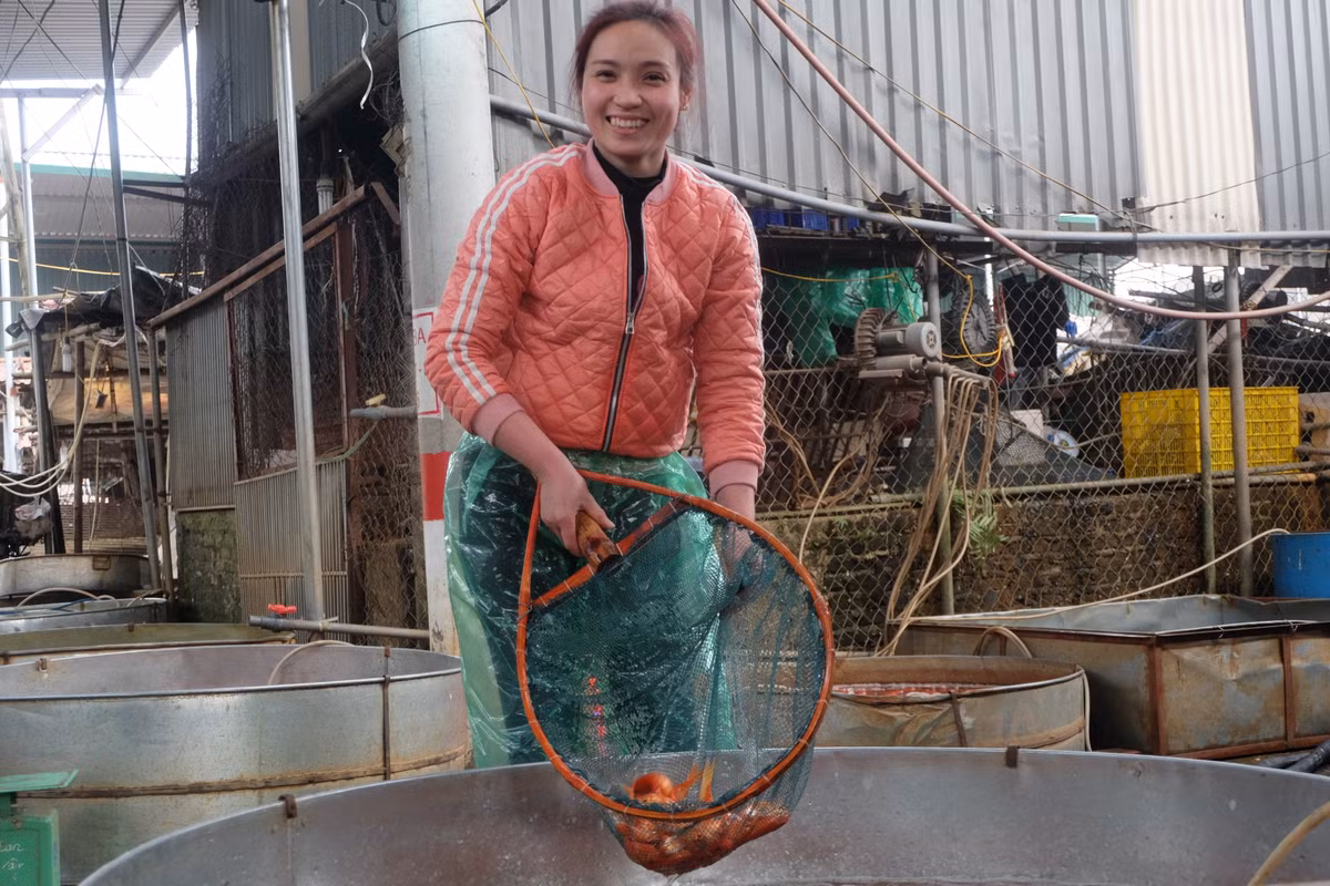 Vẻ tươi tắn của một tiểu thương tại chợ cá Yên Sở, chị cho hay, năm nay vựa cá chép của mình bán rất chạy hàng.