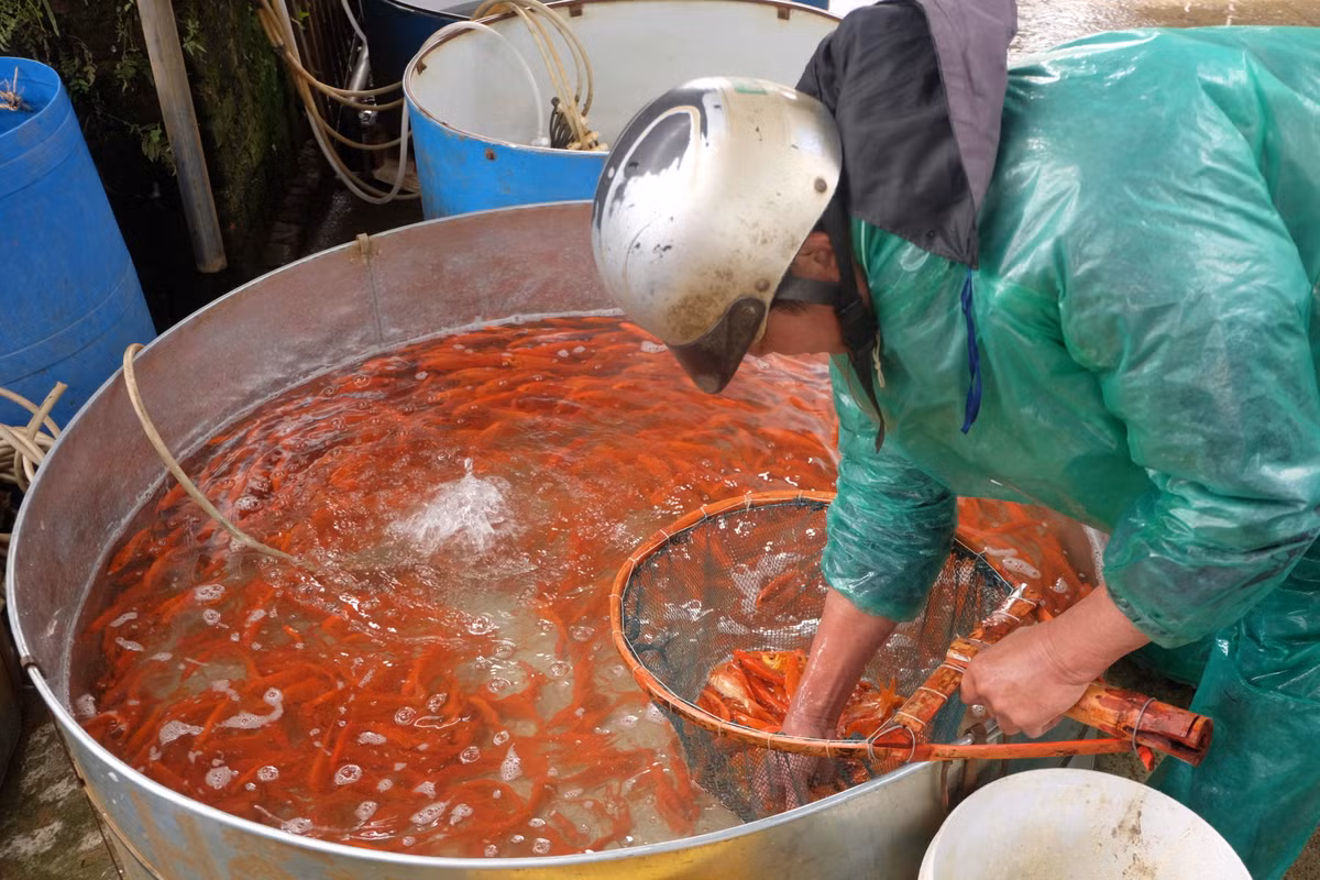 Sau khi lấy hàng, các tiểu thương sẽ tiếp tục phân loại cá theo kích thước, màu sắc và tình trạng sức khỏe của chúng. Những con cá bị chết hoặc quá yếu sẽ bị loại bỏ.