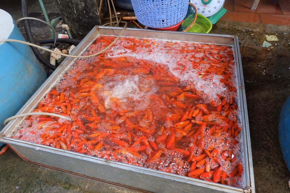 Để đảm bảo cá không bị chết, các tiểu thương đều trang bị sục công suất lớn cho bể chứa cá.