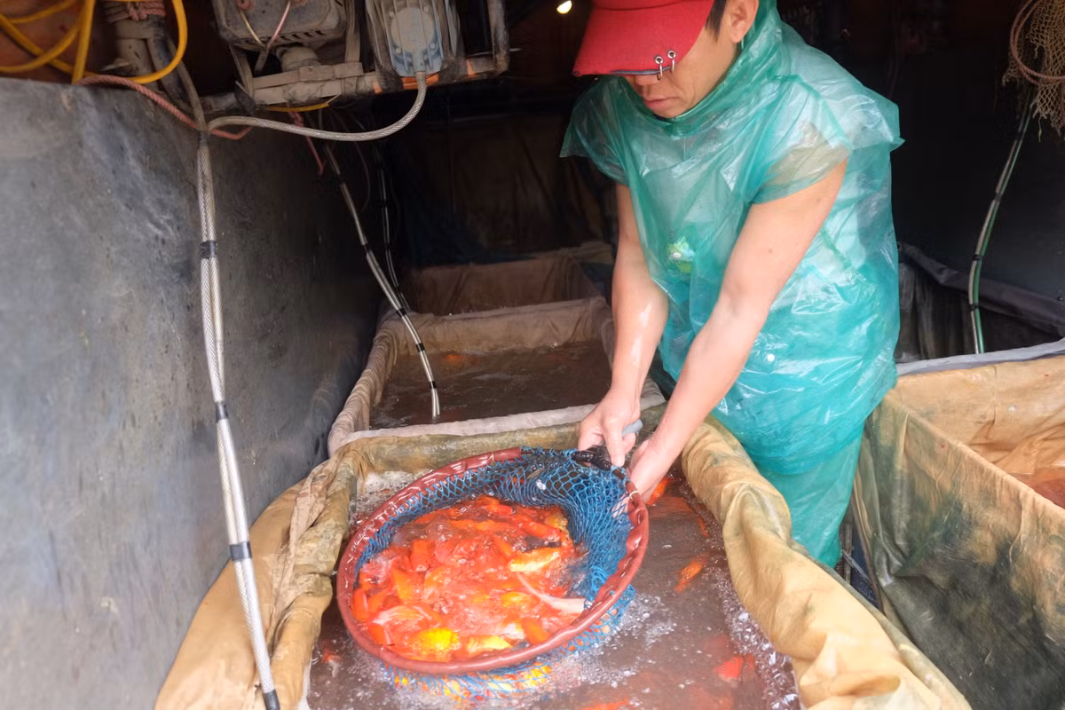 Kích thước cá to hay nhỏ cũng sẽ được định giá khác nhau.