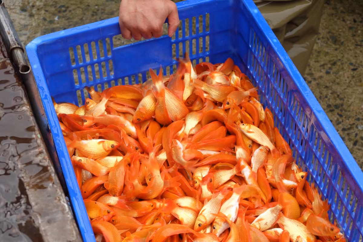 "So với mọi năm, năm nay cá chép đẹp, đều con hơn rất nhiều", chị Thùy (một tiểu thương ở Hải Dương) nhận định.