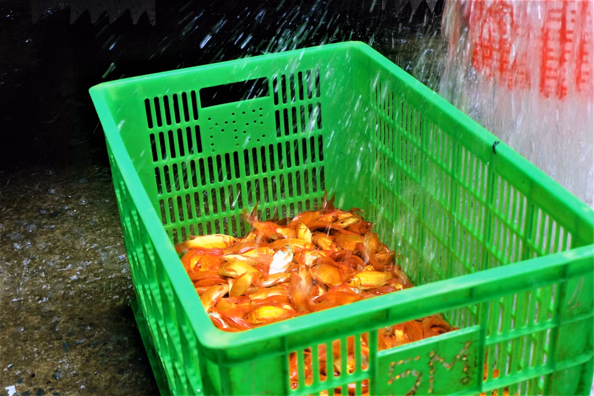 Hầu hết cá được lấy từ các vùng nổi tiếng với nghề nuôi cá chép cúng ông Táo như Tam Dương (Vĩnh Phúc), Thẩm Dương (Phú Thọ). Trong đó, cá chép đỏ được ưa chuộng nhất vì cá khỏe, màu sắc tươi tắn.