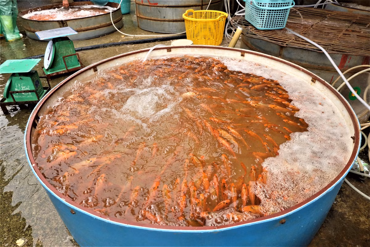 Bên cạnh dòng cá chép đỏ quen thuộc, cá chép vàng cũng được lựa chọn để bán trong dịp lễ Tết ông Công, ông Táo. Loại cá này có kích thước lớn hơn rất nhiều.