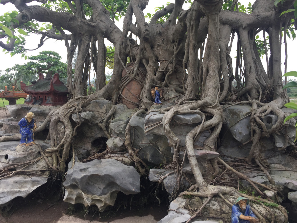 ... Vững vàng ôm lấy hòn đá cảnh.