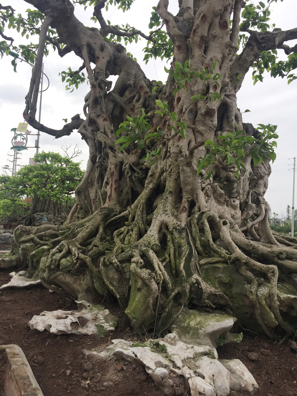 Theo lý giải của chủ nhân, sở dĩ cây được gọi là Kỳ lân mộc thạch bởi nó đã có tuổi đời vài trăm năm tuổi, toàn bộ rễ "hóa thạch" ôm trọn những phiến đá cổ. Dù vậy cây vẫn sinh trưởng và phát triển rất tốt.