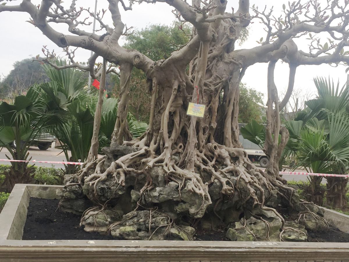 Cây cao khoảng gần 2m, đường kính thân 70cm, tán xòe rộng với những tay cành chi chít lộc lá.