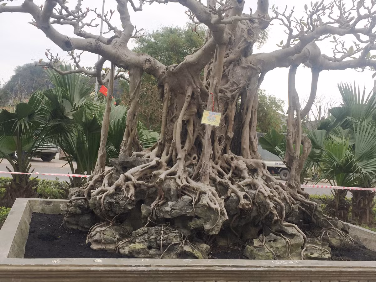 Cây cao khoảng gần 2m, đường kính thân 70cm, tán xòe rộng với những tay cành chi chít lộc lá.