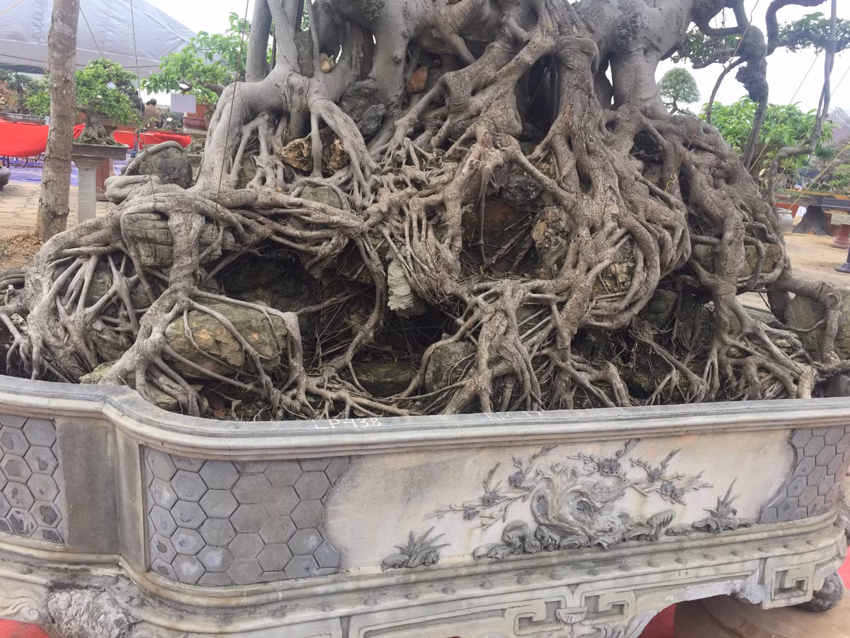 Theo đánh giá của những người sành chơi, cây cảnh mọc trên đá khá nhiều nhưng để hội tụ đầy đủ những yếu tố “cổ, kỳ, mỹ, văn” như hai cây trên thì phải thuộc dạng hàng hiếm và ít cây đạt được.