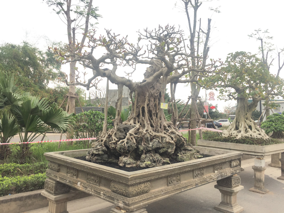 Đa cổ trăm tuổi mọc trên đá của ông Nguyễn Văn Lộc (Hà Nội) cũng được đánh giá là một trong những cây đa cổ ít ỏi, quý hiếm sở hữu hình dáng độc đáo và có tuổi đời lâu năm.