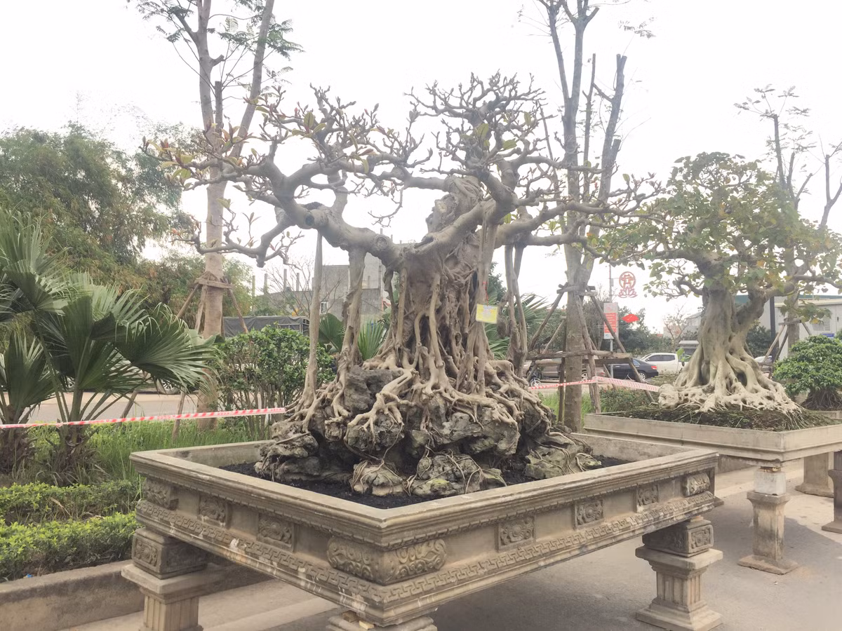 Đa cổ trăm tuổi mọc trên đá của ông Nguyễn Văn Lộc (Hà Nội) cũng được đánh giá là một trong những cây đa cổ ít ỏi, quý hiếm sở hữu hình dáng độc đáo và có tuổi đời lâu năm.