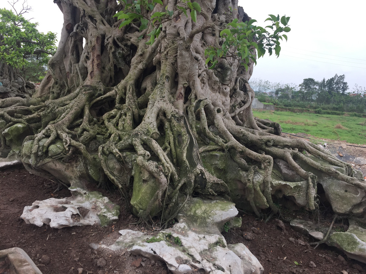 Cận cảnh bộ rễ xum xuê tỏa ra mọi hướng trên phiến đá lâu năm.