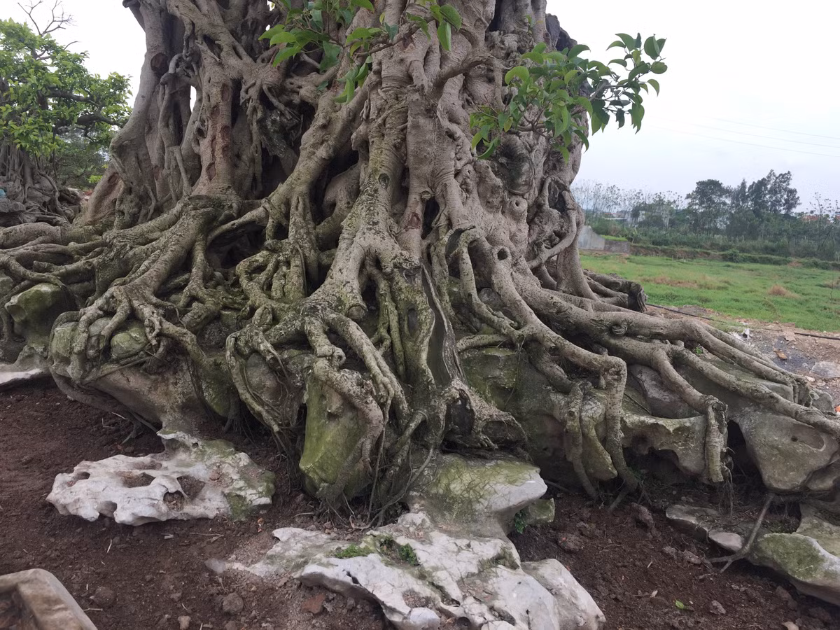 Cận cảnh bộ rễ xum xuê tỏa ra mọi hướng trên phiến đá lâu năm.