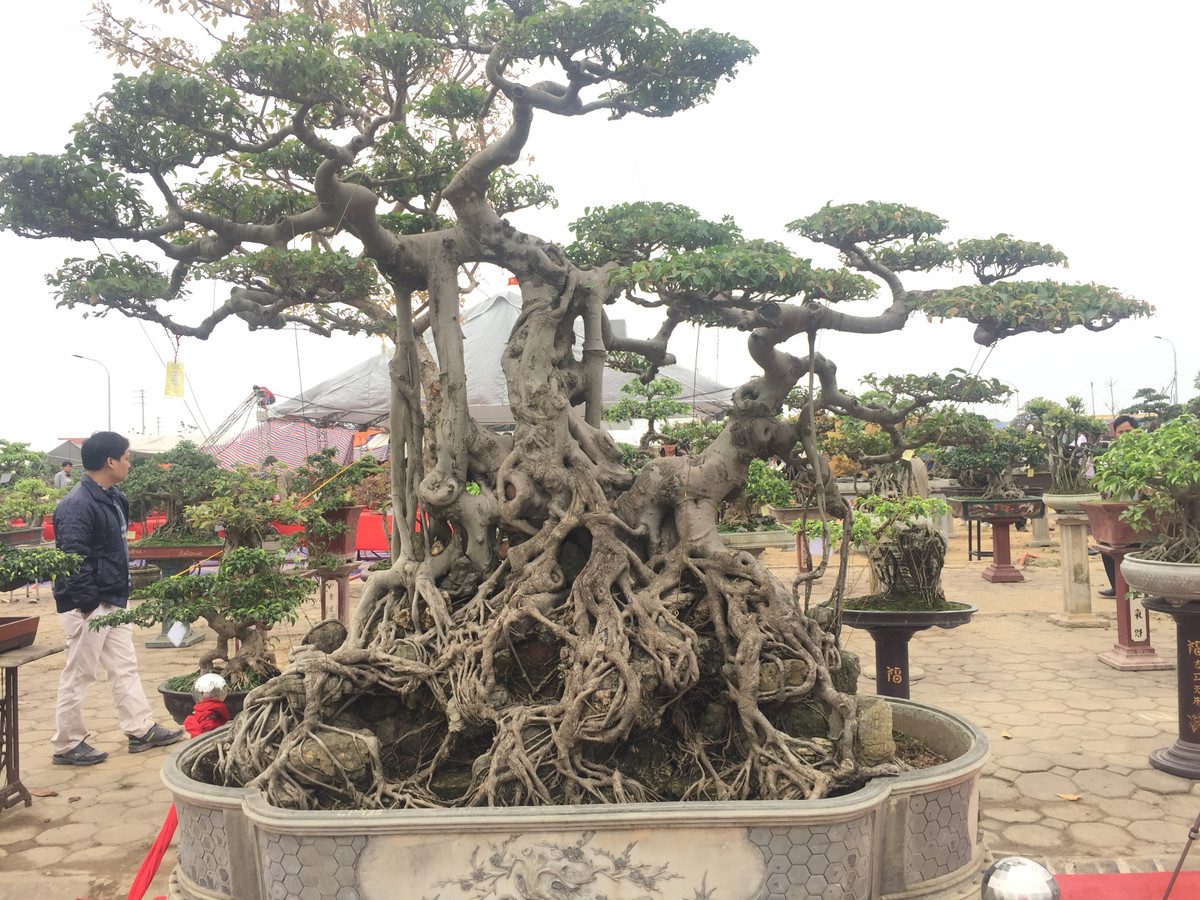 Không chỉ có thế trực đẹp mắt, cây sanh cảnh này còn đặc biệt thu hút bởi bộ rễ chùm già nua như những móng rồng ôm trọn phiến đá cảnh.