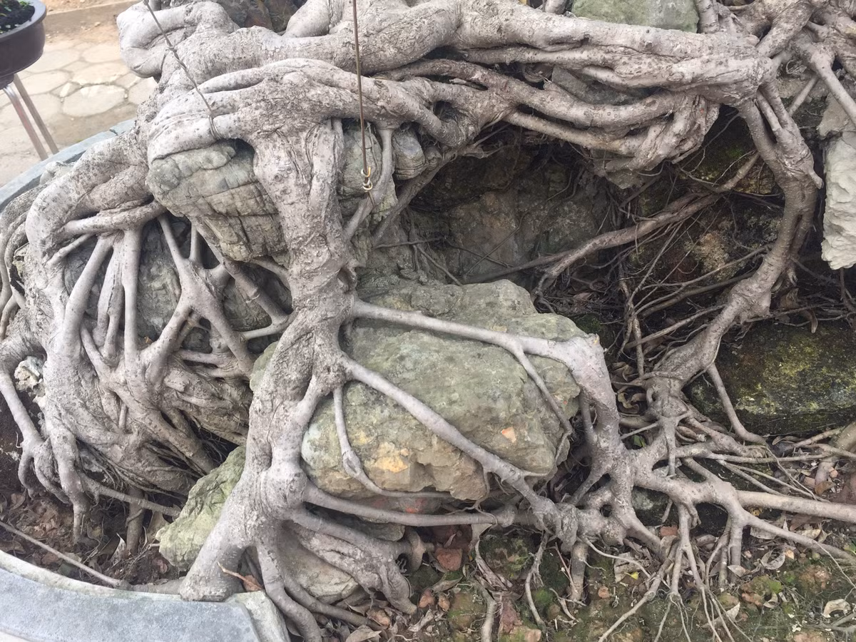 Cận cảnh bộ rễ "dị" của cây khiến nhiều người ngạc nhiên.
