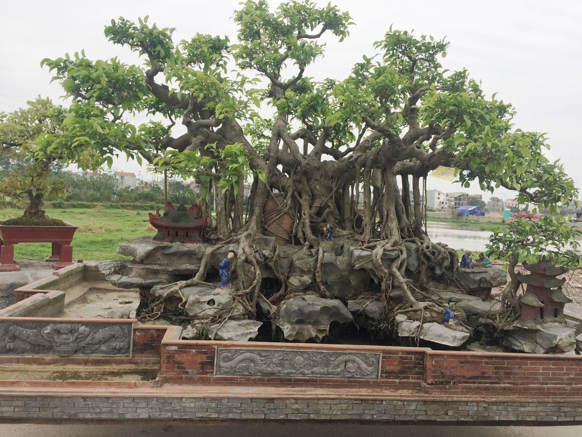 Cây sanh dáng làng vẫn tươi tốt dù in đậm dấu ấn thời gian, sương gió.