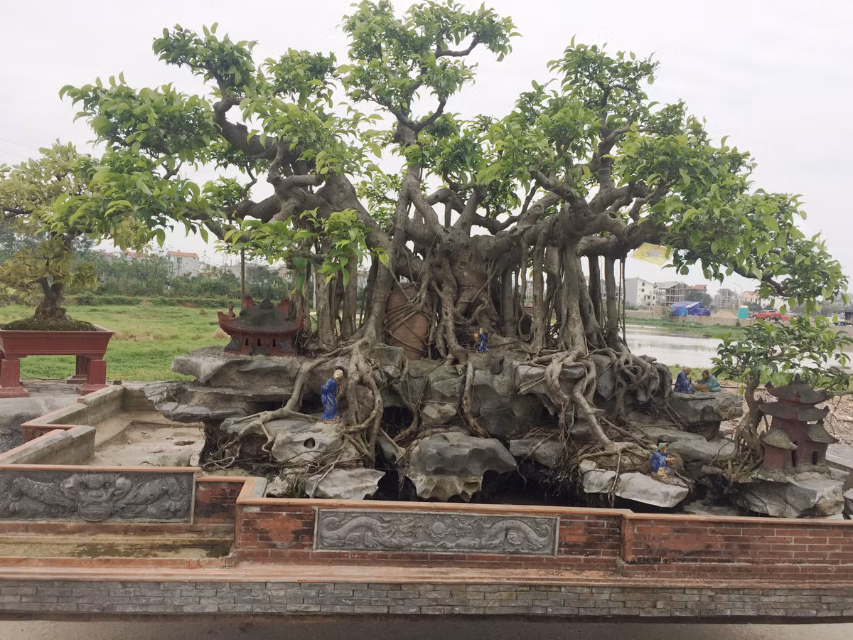 Cây sanh dáng làng vẫn tươi tốt dù in đậm dấu ấn thời gian, sương gió.