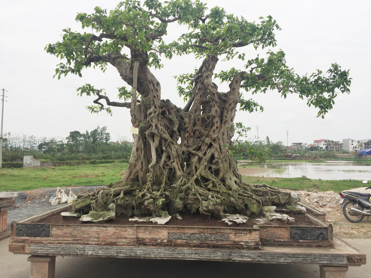Hai cay canh tram tuoi moc tren da sieu dep cua dai gia Ha Noi
