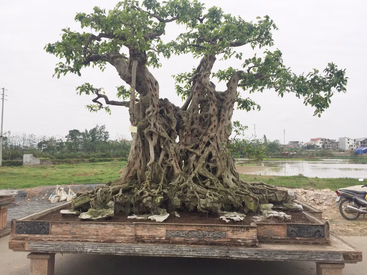 Hai cay canh tram tuoi moc tren da sieu dep cua dai gia Ha Noi