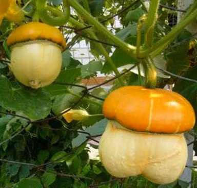 Bí đội nón có thể trồng từ hạt giống dễ dàng. Hạt nảy mầm sau 8-20 ngày. Ngâm hạt trong nước khoảng 24 giờ trước khi gieo hạt.