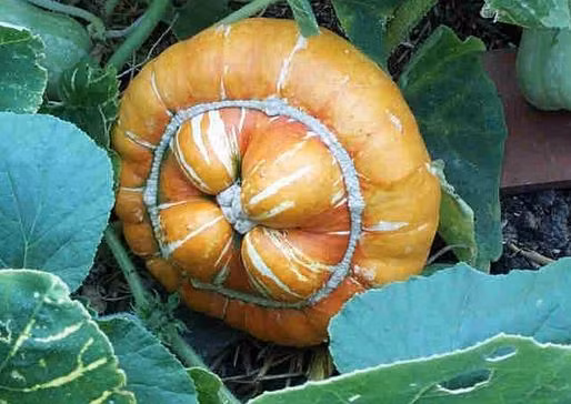 Giá bán hạt giống bí này trên thị trường dao động từ 35.000 đến 50.000 đồng mỗi gói 3 hạt.