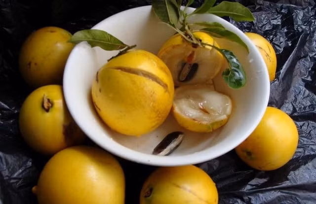 Vú sữa vàng được nhập khẩu từ Đài Loan, có một chóp nhọn ở phía dưới quả, vỏ màu vàng óng, mỏng vỏ, nhiều thịt. Ảnh: Nguoitieudung.