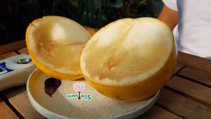 Mặc dù có giá lên tới gần 1 triệu đồng/kg nhưng vẫn có không ít các chị em sẵn sàng chi tiền để được thưởng thức thử giống vú sữa lạ này. Ảnh: Happytrees.