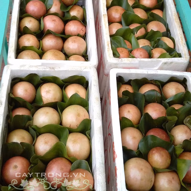 Chính vì vậy, vú sữa bơ hồng có giá luôn ở mức cao từ 40.000 - 50.000 đồng/kg, gấp đôi các loại vú sữa khác. Ảnh: Caytrong.