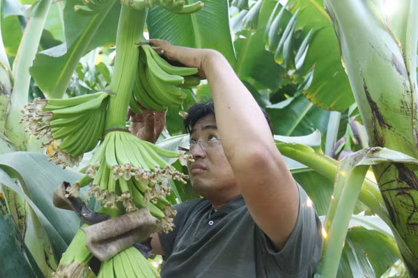 Khâu chăm sóc từ khi chuối đang còn non được đánh giá là quan trọng nhất. Ảnh: Dân Việt.