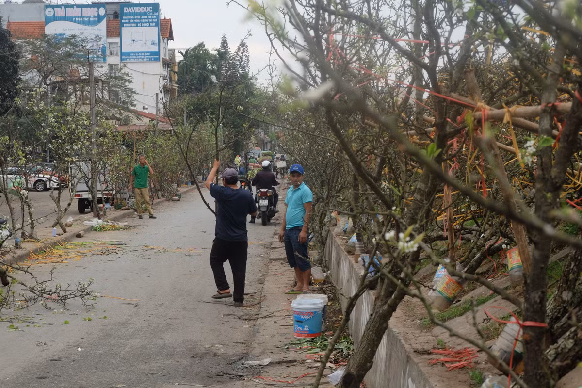 Bên cạnh các gian hàng hoa tươi, chợ hoa Quảng Bá cũng tấp nập người đến mua cành lê trắng. Giá lê trắng hiện tại từ 500.000 đồng/cành, giảm khá nhiều so với thời điểm rằm tháng Giêng trước đó.