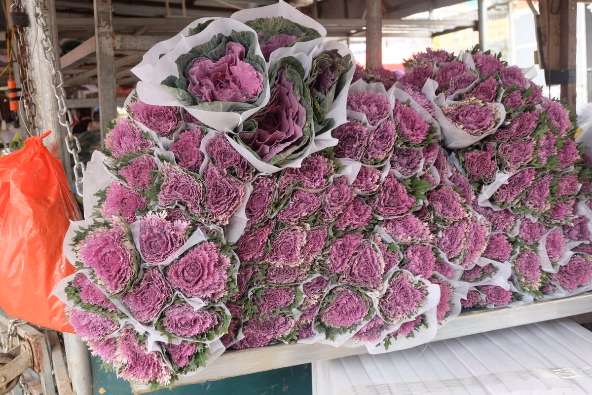 Tại chợ hoa, hoa bắp cải tím lạ mắt được rao bán 50.000 đồng/bông. Theo các tiểu thương, hoa này được bán lẻ nhiều hơn đổ sỉ số lượng lớn.