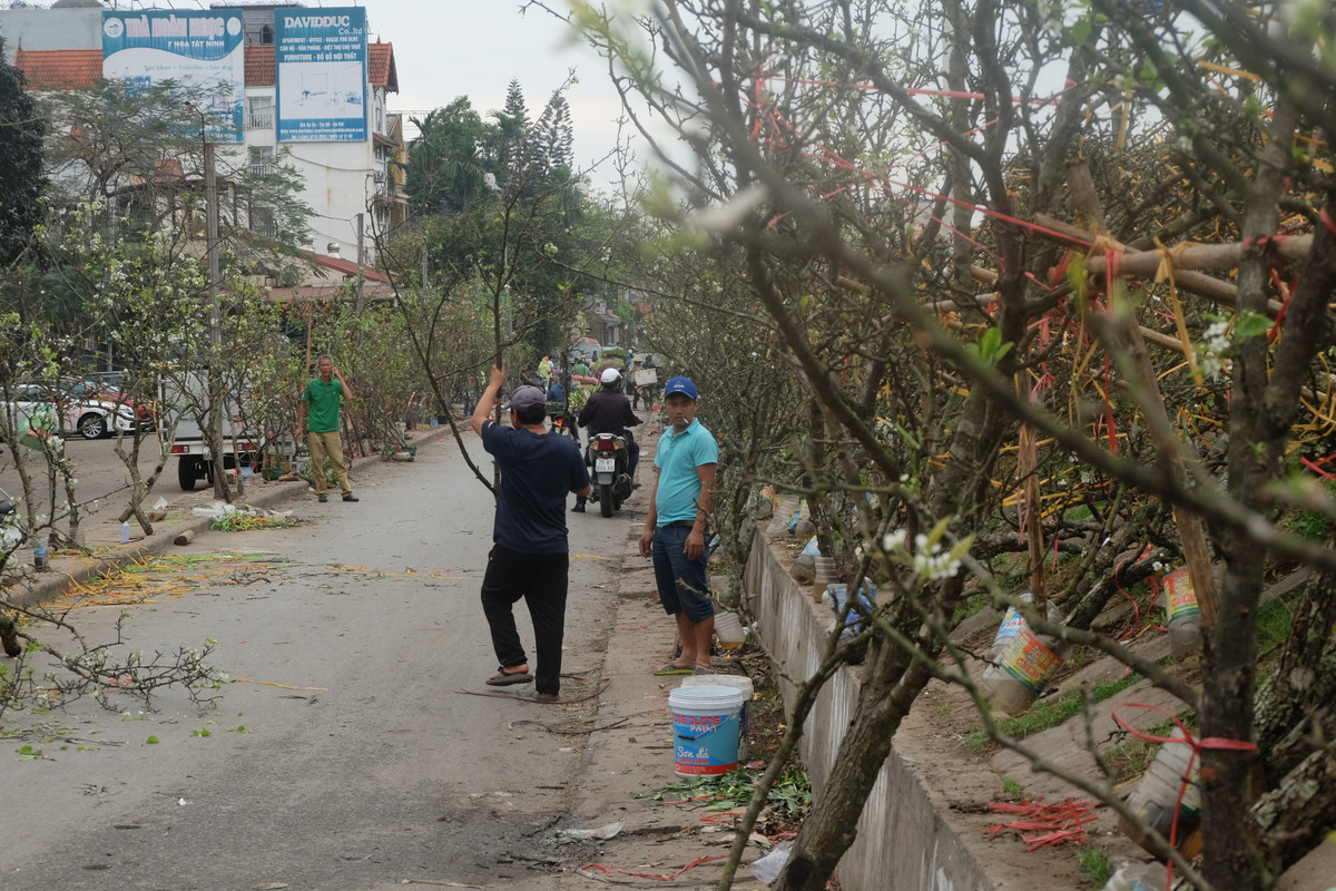 Bên cạnh các gian hàng hoa tươi, chợ hoa Quảng Bá cũng tấp nập người đến mua cành lê trắng. Giá lê trắng hiện tại từ 500.000 đồng/cành, giảm khá nhiều so với thời điểm rằm tháng Giêng trước đó.