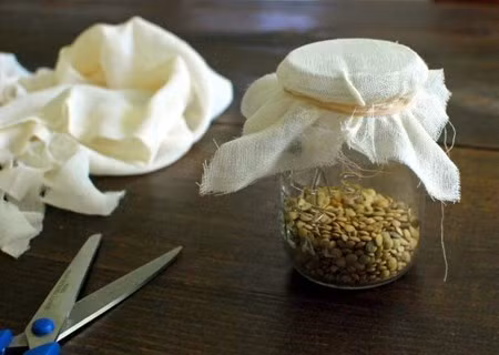 Kéo, một mảnh vải mỏng, hoặc vải mùng, lưới nhựa mỏng… dây thun cột xung quanh. - Nếu trồng kinh doanh cần đóng kệ bằng sắt hay bằng tre nhiều tầng để gác khay… - Nơi trồng, vì các thiết bị bạn tự chuẩn bị nên nơi trồng chính vì vậy được chủ động, có thể dịch chuyển bất cứ nơi đâu bạn muốn. Tiến hành: Xử lý hạt: ngâm hạt theo cách truyền thống, pha nước 2 sôi + 3 lạnh (nhiệt độ từ 50 – 540C), cho hạt mầm vào ngâm 15 – 30 phút, loại bỏ hạt lép, hạt sâu, hạt thối. Các loại hạt đậu, hạt cải, thời gian ngâm khoảng 6 – 7 giờ, đối với hạt rau muống ngâm 12 giờ.