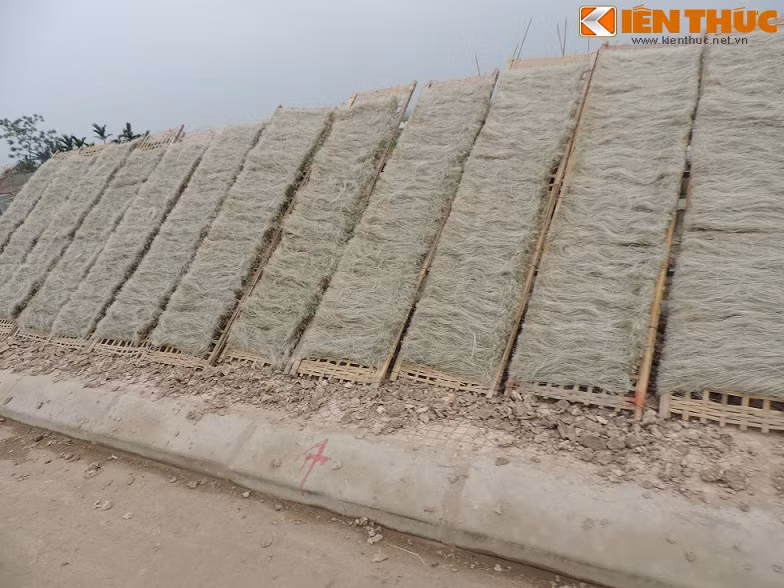 Miến rong thành phẩm được phơi khắp khu vực trống ngoài làng như ven đường suốt ngày bui bay mịt mù mà không hề có bất cứ hình thức che đậy nào.