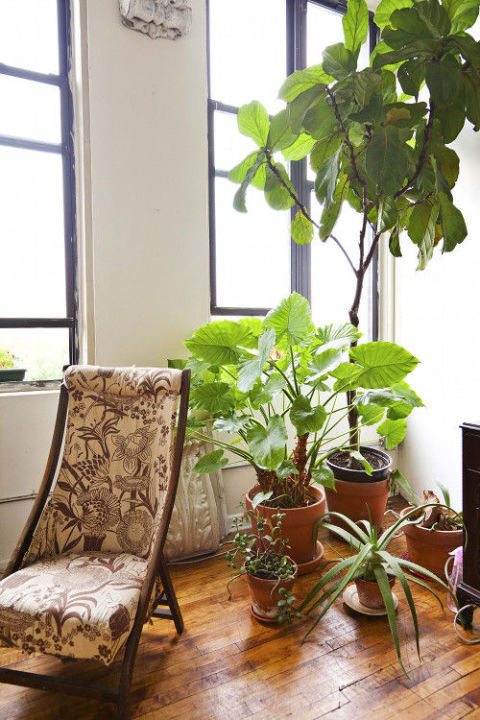 Cây Fiddle Leaf Fig. Loại cây này cần ít ánh sáng, ít nước và sống trên vùng đất khô. Hãy đặt cây nhỏ này vào một góc trong căn phòng để tạo ra điểm nhấn ấn tượng, có thể là một góc trong phòng ngủ hay góc gần bậu cửa sổ.