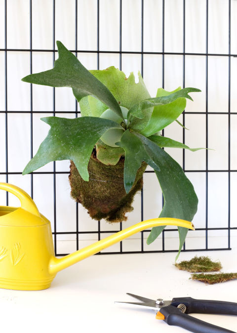 Cây dương xỉ staghorn fern. Loại cây này cần ánh sáng và độ ẩm vừa phải vì thế mà hãy treo cây này trên tường hoặc bậu cửa sổ, nơi vừa đủ ánh sáng để nó sinh sống.